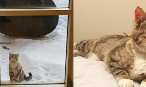冻伤猫咪在消防局门外敲窗求救 幸运度过寒冬