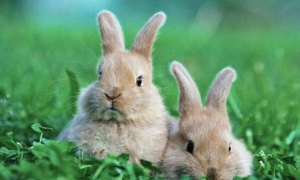 兔子性格暴躁怎么办？兔子性格变得暴躁？