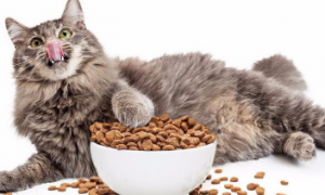新手养猫攻略 | 不同时期的猫咪该吃什么？