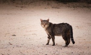 澳大利亚流浪猫泛滥，严重威胁其他物种，除了捕杀，其他办法呢？