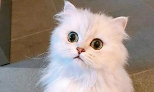 猫咪吃化毛膏和猫草对毛球症的作用有哪些？