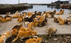 日本“猫岛”：数量过5万的猫吃光岛上老鼠后，被迫学会下海捕鱼