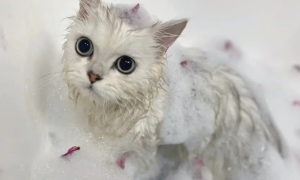 明明喜欢玩水的猫咪，为什么却会害怕洗澡呢？