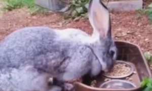 老太太捡回一只小兔子，半年后让她崩溃，网友：可能有羊驼基因！