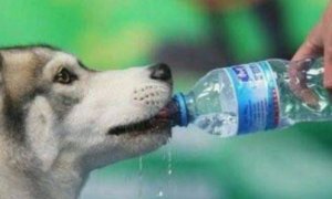 狗狗能喝矿泉水吗？狗狗喝矿泉水会出问题吗？