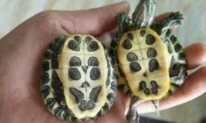 每日一问，巴西龟可以和什么龟混养？