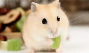 仓鼠是否可以吃坚果，大家知道吗？