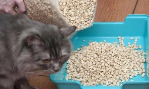 怎么训练幼猫使用猫砂？方法在这里