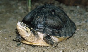 想养一只马来闭壳龟，哪些地方需要大家特别注意呢？