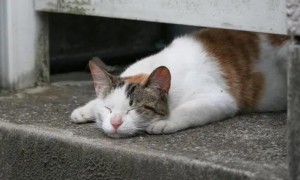萌宠小知识：流浪猫冬天晚上睡哪里？
