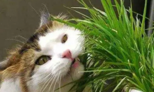 猫咪吃猫草好处多，但吃太多可不是好事，铲屎官照看猫主子需留心