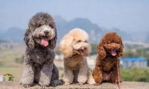 狗狗最想亲切的“5类人”已发布，看一下你有没有榜单呢？