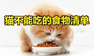 猫不能吃什么食物？有这些