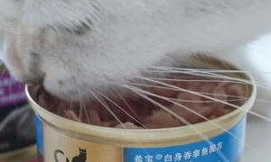 猫罐头一次喂多少才合适？
