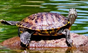 你们说，夏天巴西龟怕热吗？