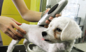 狗狗在宠物店剪毛为什么不动，今天告诉你！