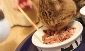 猫咪吃零食罐头不好吗，答案是否定的