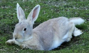 今日科普：兔子的尾巴有什么作用？