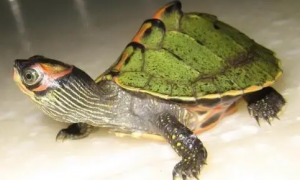 该如何养好龟龟，印度棱背龟饲养方法分享