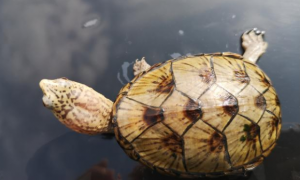 养宠小知识：佛罗里达泥龟可以冬眠吗？