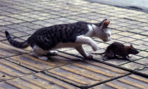养个猫老鼠会搬走吗？难怪猫是老鼠的天敌！