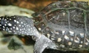 黑池龟是保护动物吗？一文告诉你答案。
