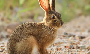 随处可见的蒙古兔喜欢吃什么？感兴趣的朋友快来看看！