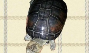 西非侧颈盒龟是保护动物吗？不了解的来看看