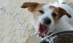 狗不爱喝水怎么治？这些方法可以试试