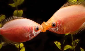 接吻鱼不吃食怎么办？一文替你解答！