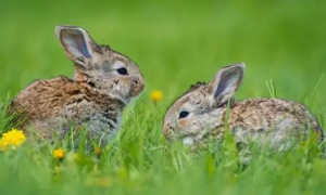 喜欢吃草和嫩叶的林兔，一般能长多少斤？