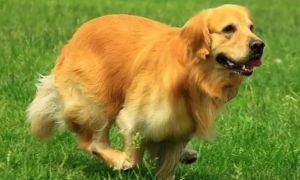 家喻户晓的金毛，到底是中型犬还是大型犬呢？