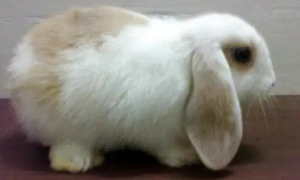 荷兰兔VS垂耳兔，哪个体形小一点呢？