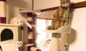 猫爬架和猫抓板对猫居然那么重要！
