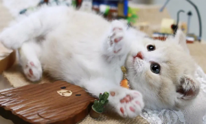 矮脚猫是基因缺陷吗？说出来你可能不相信！