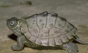 饲养地图龟的注意事项有哪些？一文替你解答！
