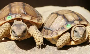 价格不菲的卡鲁海角陆龟，赶紧了解一下吧！