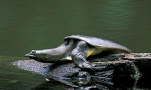 萌宠小知识：软壳龟如何饲养？