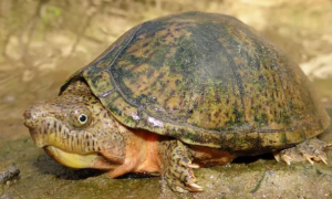 萌宠小知识：麝香龟为什么叫麝香？