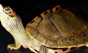一起来看看印度棱背龟繁殖信息吧。