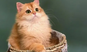 猫流红褐色眼泪的原因是什么呢？