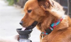 狗狗忽然“大量喝水”，身后实情你需要留意！