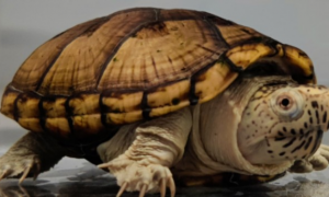 东方泥龟吃鱼吗？该给它吃啥呢？