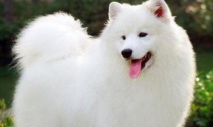 白色犬种类有哪些？看完想养一只吗