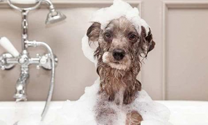 狗狗定时洗澡还是臭？恐怕是因为你没给它洗干净。。。