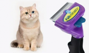 富美内特猫咪祛毛梳，享誉全球的神奇梳子