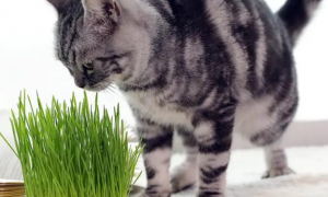 两个月的小猫会主动吃猫草吗？为什么？