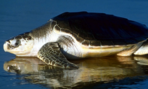养龟须知，太平洋丽龟是几级保护动物？