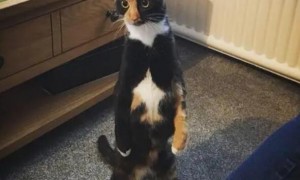 猫为什么喜欢两腿着地？有人知道吗？