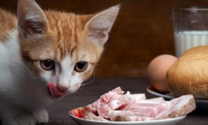 猫不可以吃什么东西？铲屎官有必要了解一下